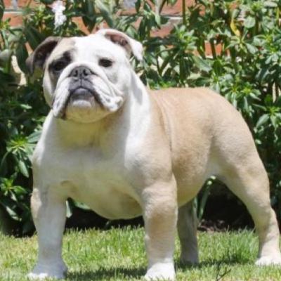 English Bulldogs: Victor Lopez Marquez from Ole Bulldogs English Bulldogs: Victor Lopez Marquez from Ole Bulldogs