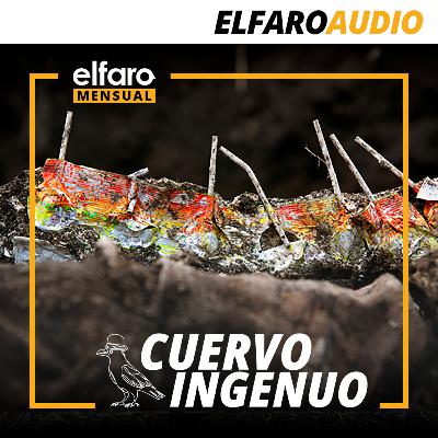 Cuervo ingenuo | Al final de las maras Cuervo ingenuo | Al final de las maras