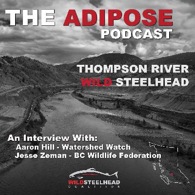 The Fight to Save Interior Fraser Steelhead
