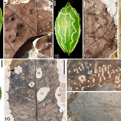 Ep. 564 - Leaf Fossils from a Hot House Climate Ep. 564 - Leaf Fossils from a Hot House Climate
