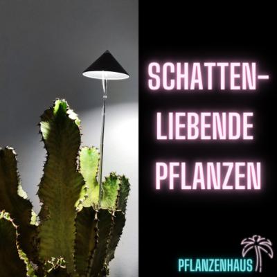 🌒Schattenliebende Pflanzen