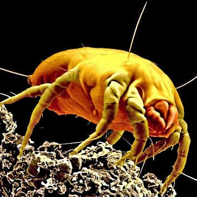 Dust - Part IV - The Dust Bowl and Dust Mites Dust - Part IV - The Dust Bowl and Dust Mites