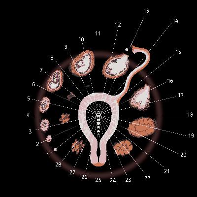 E12S2 Dr Beth Westie: Are your hormones affecting your weight loss journey?