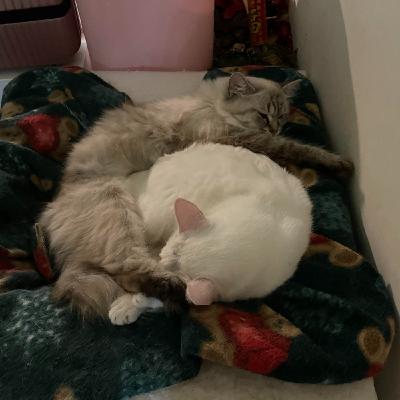 郭台銘少子化政策/民眾黨幹部涉黃/綠批侯友宜販賣恐懼/超思雞蛋案