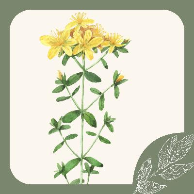 Herb Notes: St. John’s Wort – Uplift Your Mood, Ease Your Pain, Heal Your Skin