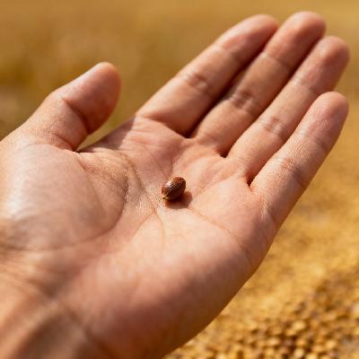 FBP 996 - A Mustard Seed of Faith