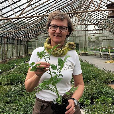 7: Tomattid: Sådan dyrker du den gode smag