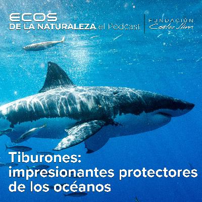 Tiburones: impresionantes protectores de los océanos: ¿Amigos o enemigos?