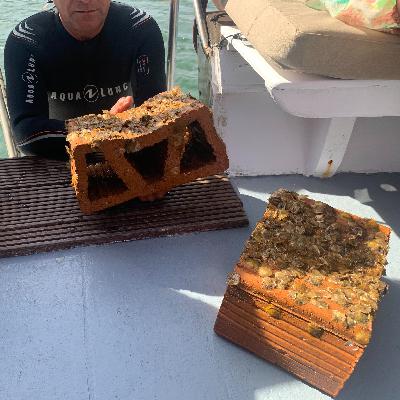 Reportajes Emisoras - Cartagena - Recuperación del Mar Menor con ostras - 14/11/25 Reportajes Emisoras - Cartagena - Recuperación del Mar Menor con ostras - 14/11/25