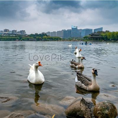 סיפור קיץ- אווזת הזהב/האחים גרים,לגילאים בוגרים-5-8 סיפור קיץ- אווזת הזהב/האחים גרים,לגילאים בוגרים-5-8