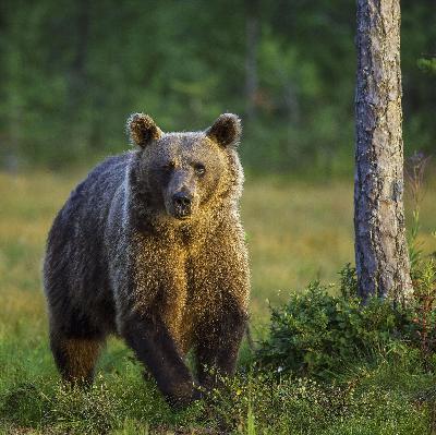 Braunbären-Spezial | Was tun, wenn der Bär angreift Braunbären-Spezial | Was tun, wenn der Bär angreift