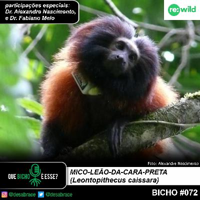 Bicho #072: mico-leão-da-cara-preta (Leontopithecus caissara)