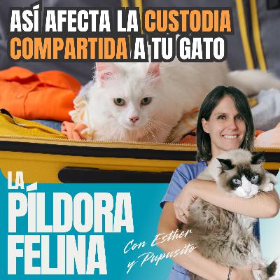 629. Así afecta la CUSTODIA COMPARTIDA a tu gato 629. Así afecta la CUSTODIA COMPARTIDA a tu gato