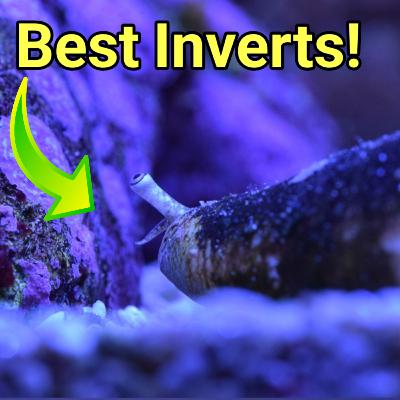 The DEFINITIVE Top 10 CUC/Inverts! The Prestige Reef Dork Show Ep 111