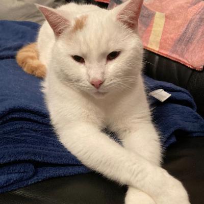 Was wir von Katzen lernen können Was wir von Katzen lernen können