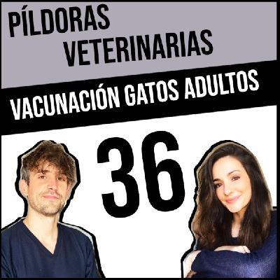 36.Protocolos de vacunación en gatos adultos #Veterinaria #Gato #Vacunación