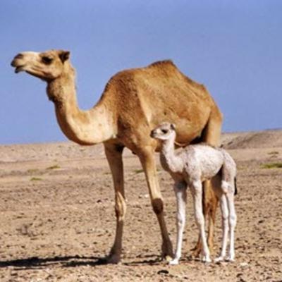 معنى "أَلِهَ الفصيل" وأصل كلمة "إله" في اللغة العربية