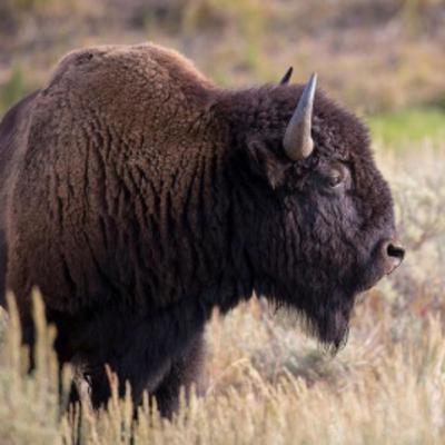 Bison am Start !