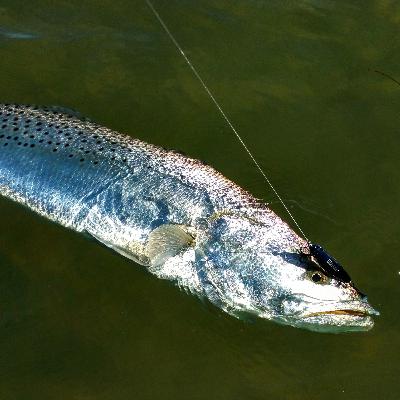 TOP tactics for Targeting Trophy Speckled Trout