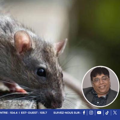 Santé : une vingtaine de cas de leptospirose recensés depuis le début de l’année, aucun décès à déplorer