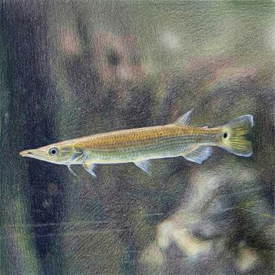 進化のいたずら「収斂進化」が生んだ奇跡。ブラントノーズガーの正体を暴く 進化のいたずら「収斂進化」が生んだ奇跡。ブラントノーズガーの正体を暴く