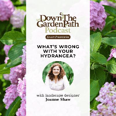 What's Wrong With My Hydrangea? What's Wrong With My Hydrangea?