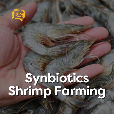 Synbiotics Shrimp Farming | Ep. 08