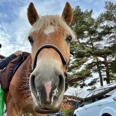 #399 Reiten ist kein Sport! Oder doch?