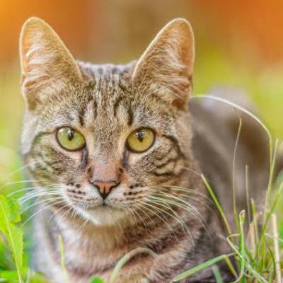 Cuidados com os gatos