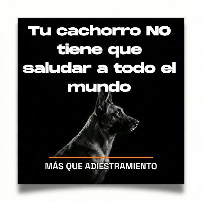 4.11 Socialización de cachorros: por qué saludar a TODOS es el error que lo descoloca