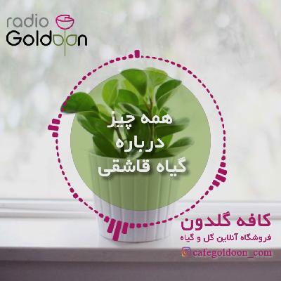 معرفی، نگهداری و تکثیر گیاه پپرومیا (قاشقی) معرفی، نگهداری و تکثیر گیاه پپرومیا (قاشقی)