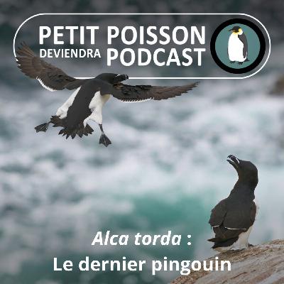 S05E24 Les Manchots : Alca torda, le dernier "vrai pingouin" (Mathilde Chevallay)