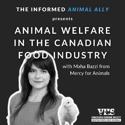Animal welfare in the Canadian food industry with Mercy for Animals