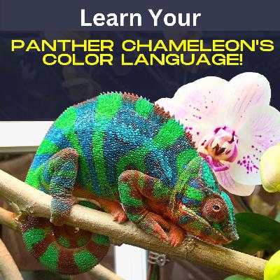 Your Panther Chameleon's Color Language Your Panther Chameleon's Color Language