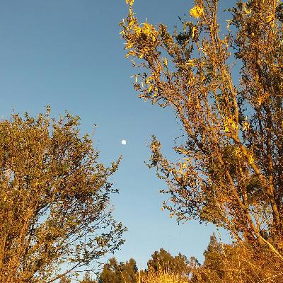 Aymar aruta palt'asipjhañani jicchuro miercoles 28