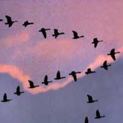 Y tú, ¿Actúas como un ganso?