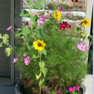 Add Dirt And Fertilizer