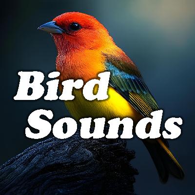 Dawn's Calm Horizon: Gentle Bird Rhythms