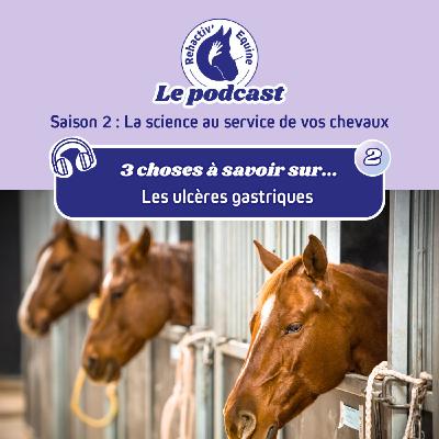 3 choses à savoir sur les ulcères gastriques équins