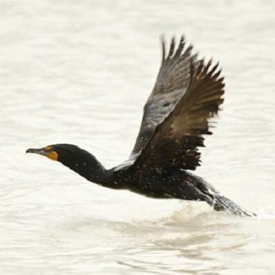 Obamacare Repeal, Cormorants, Cuba Trade
