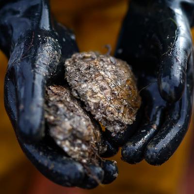 Biogene Riffe - Europäische Austern kehren in die Nordsee zurück