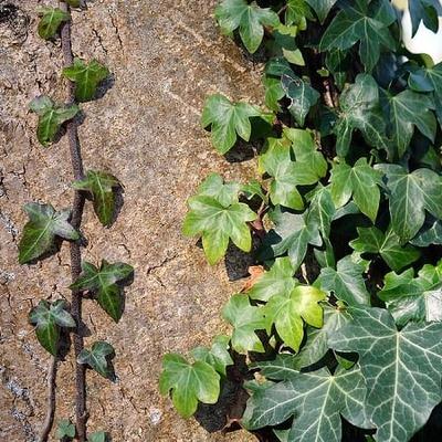 Daybreak - Ivy