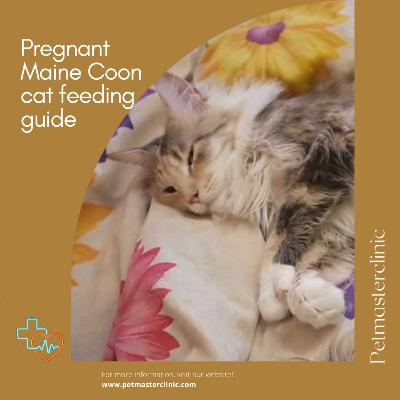 Pregnant Maine Coon cat feeding guide