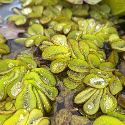 मल्हार (Malhaar)