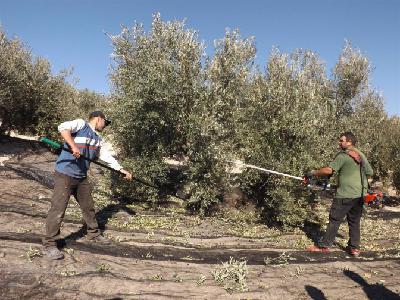 Antonio Moreno, secretario de Agricultura de UPA