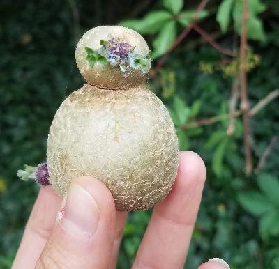 Der Realismus der Erdäpfel