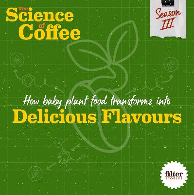 Coffee Roasting: How baby plant food transforms into delicious coffee flavours