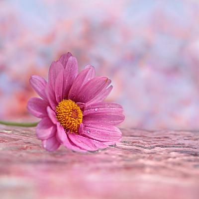 Biblical Femininity with Morgan Faranov