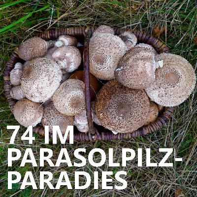 #74 Im Parasolpilz-Paradies