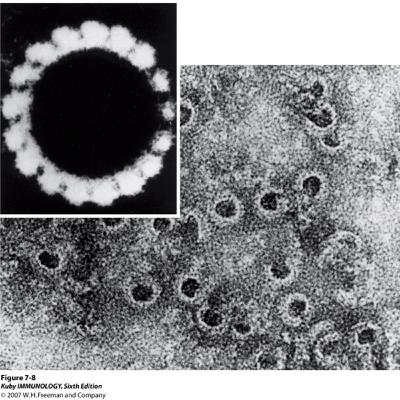 Sistema Complemento - uma introdução Sistema Complemento - uma introdução